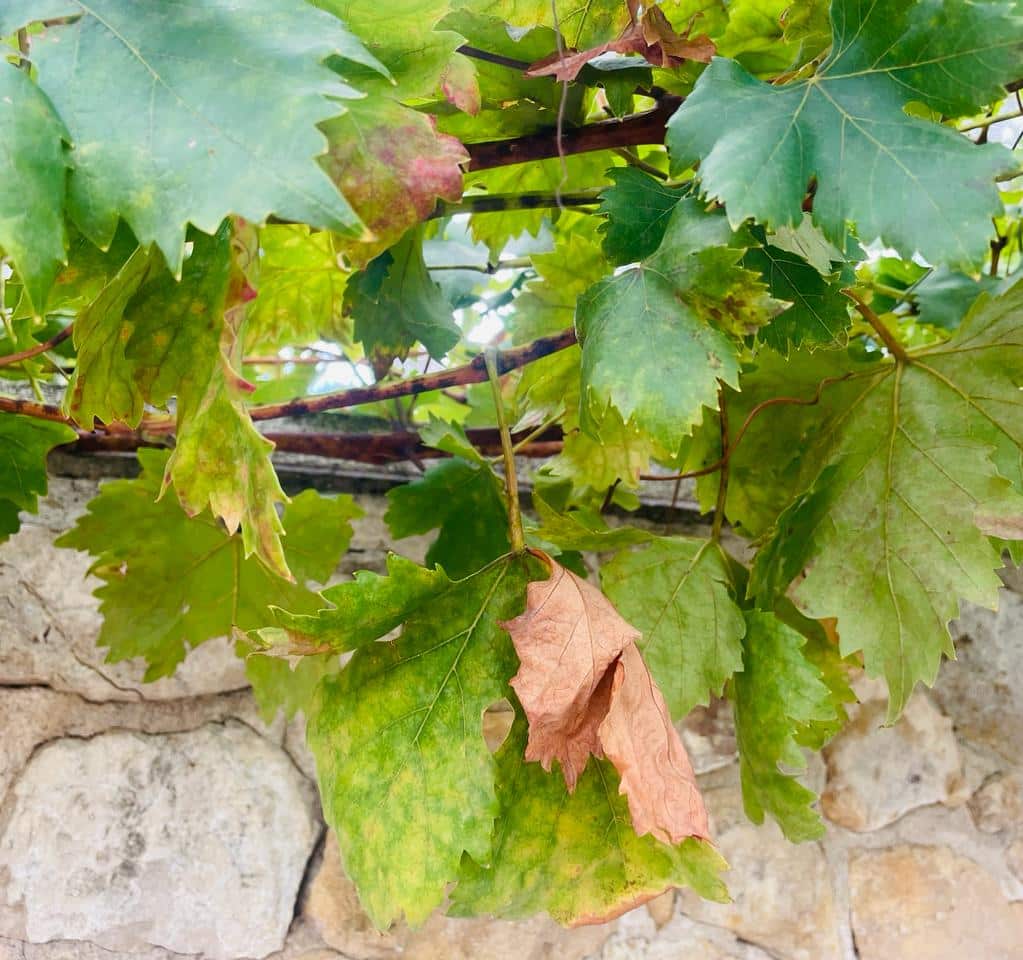 El Árbol de los Recuerdos: Bienvenido Otoño